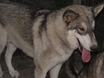 wolf hybrids for sale