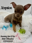 Absolutelt Stunning Male Lilac & Tan Chihuahua