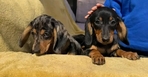 Miniature Dachshund puppies