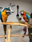 Catalina & Blue and Gold Macaw