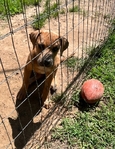 FREE cane Corso