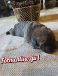 Cane Corso (italian mastiff) puppies!