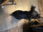 Puppy needing Forever home