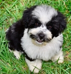 Snorkie Puppies 1/2 toy schnauzer 1/2 Yorkie