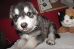 wolf hybrids for sale