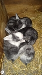 TAMUK Rabbits