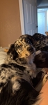 7month old Australian Pups for sale
