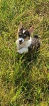 Adorable Corgi pups!