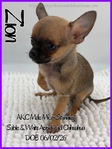 Exquisite AKC Male Applehead Chihuahuas