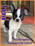 AKC Male Applehead Chihuahuas