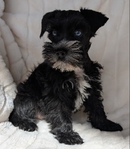 AKC Reg Minature Schnauzer