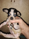Chihuahua puppies for sale