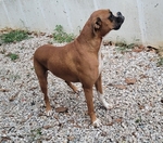 AKC Registered Boxer