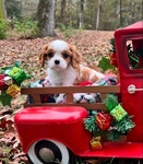 AKC CHAMPION BLOODLINE CAVALIER KING CHARLES SPANIEL
