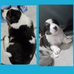 Full blooded Australian shepherds