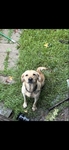 Akc Registed Yellow Lab
