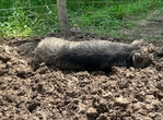 Kune kune pigs