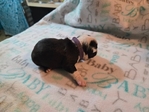 Boston terrier puppies