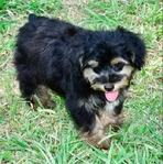 Snorkie Puppies 1/2 toy schnauzer 1/2 Yorkie