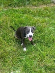 Pit puppy
