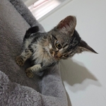 Free kitten 13 weeks old