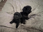 CKC Toy Poodle