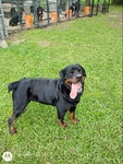 Registered Rottweiler puppies