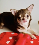 Chihuahua puppies