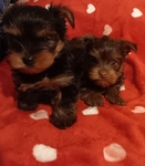 Yorkie Puppies, CKC registered Valentine's sweethearts