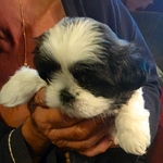 Shih tzu puppies