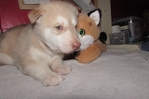 wolf hybrids for sale