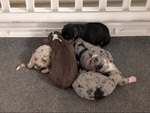 Toy Australian Shepherd Puppies!