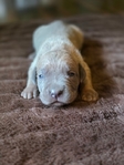 Cane Corso males only left! Taking deposits!