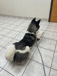 2year old American Akita. Female.