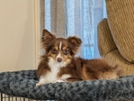 Toy Australian Shepherd Stud