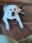 Akc white lab female
