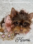 AKC Micro Female Chocolate & Tan Yorkie