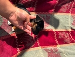 Chiweenies babies