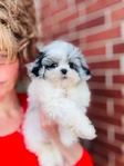 Shihpoo Female Blue Merle Shihtzu & toy poodle mix.