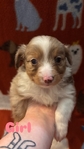 Toy Australian Shepherd’s