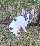 AKC  Chihuahuas  pet only