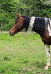 APHA Finished Barrel/Pole Mare