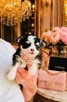 Teacup & Tiny Toy Chihuahua puppies