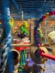 Parakeets