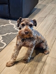 Miniature Schnauzers 1 Female,  4 Males