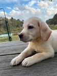 Yellow English Male Labrador Retriever