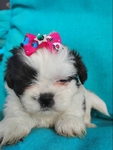 Shih tzu puppies ready to go