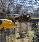 QUAKERS FOR SALE!  SEVERAL   
     MUTATIONS/COLORS