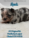 AKC Merle Longcoat & Blue Chihuahuas