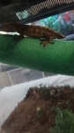 Have to downsize. Reptiles must go to new homes